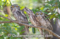 Tawny Frogmouth Australia Photo - Gary Bell