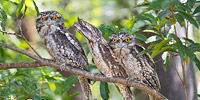 Tawny Frogmouth Australia Photo - Gary Bell