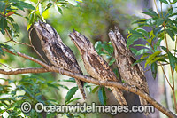 Tawny Frogmouth Australia Photo - Gary Bell