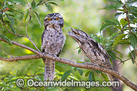 Tawny Frogmouth Australia Photo - Gary Bell
