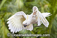 Sulphur-crested Cockatoo Photo - Gary Bell