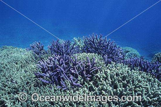 Coral before bleaching Great Barrier Reef photo Coral before bleaching Great Barrier Reef photo