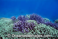 Coral before bleaching Great Barrier Reef Photo - Gary Bell