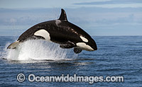 Orcas Photo - Chris and Monique Fallows