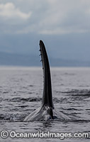 Orcas Photo - Chris and Monique Fallows