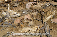 Dead Shark and Ray Heads Photo - Andy Murch