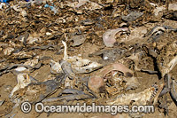 Dead Shark and Ray Heads Photo - Andy Murch