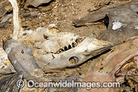 Dead Shark and Ray Heads Photo - Andy Murch