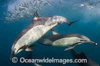 Dolphins attack baitball Photo - Andy Murch
