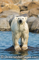 Polar Bear Canada Photo - Andy Murch
