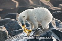 Polar Bear eating kelp Photo - Andy Murch