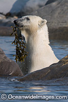 Polar Bear eating kelp Photo - Andy Murch
