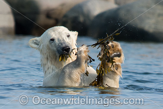 Polar Bear eating kelp photo Polar Bear eating kelp photo