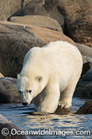 Polar Bear Hudson Bay Canada Photo - Andy Murch