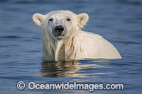 Polar Bear Canada Photo - Andy Murch