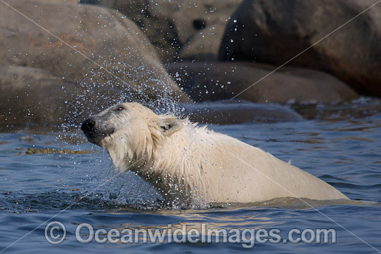 Polar Bear Hudson Bay Canada photo Polar Bear Hudson Bay Canada photo