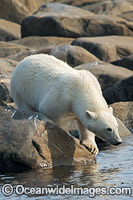 Polar Bear Canada Photo - Andy Murch