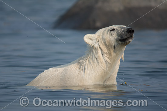 Polar Bear Hudson Bay Canada photo Polar Bear Hudson Bay Canada photo