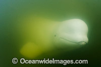 Beluga Whale Canada Photo - Andy Murch