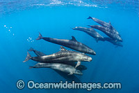False Killer Whale Mexico Photo - Andy Murch