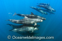 False Killer Whale Mexico Photo - Andy Murch