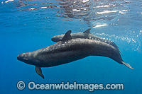 False Killer Whale Mexico Photo - Andy Murch