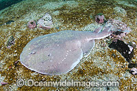 Apron Ray Discopyge tschudii Photo - Andy Murch