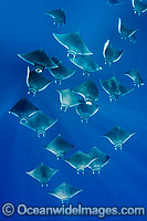 Atlantic Mobula Ray Mobula hypostoma Photo - Andy Murch
