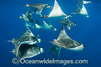 Atlantic Mobula Ray Mobula hypostoma Photo - Andy Murch