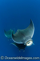 Atlantic Mobula Ray Mobula hypostoma Photo - Andy Murch
