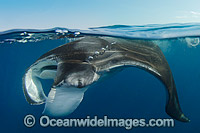 Caribbean Manta Ray Photo - Andy Murch