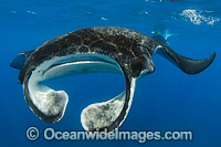 Caribbean Manta Ray Photo - Andy Murch