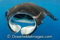 Caribbean Manta Ray Photo - Andy Murch
