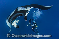 Oceanic Manta Ray Photo - Andy Murch