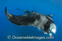 Caribbean Manta Ray Manta c.f. birostris Photo - Andy Murch