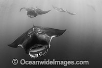 Caribbean Manta Ray Manta c.f. birostris Photo - Andy Murch