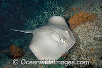 Diamond Stingray Dasyatis dipterura Photo - Andy Murch