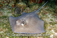 Southern Stingray Dasyatis americana Photo - Andy Murch