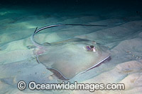 Southern Stingray Photo - Andy Murch