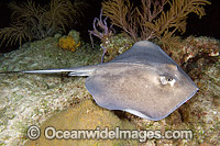 Southern Stingray Dasyatis americana Photo - Andy Murch