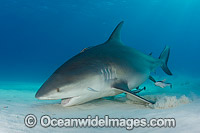 Bull Shark Photo - Andy Murch