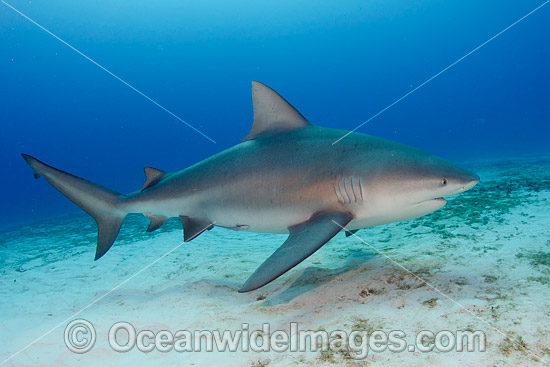 Bull Shark photo