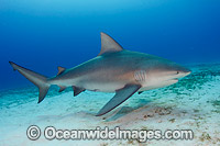 Bull Shark Photo - Andy Murch