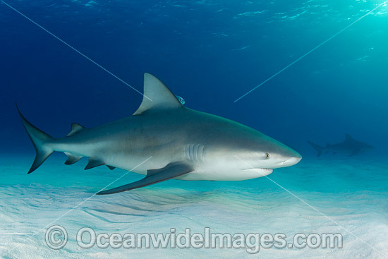 Bull Shark Bimini Island photo