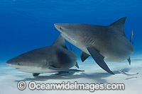 Bull Shark Photo - Andy Murch