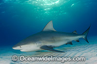 Bull Shark Photo - Andy Murch