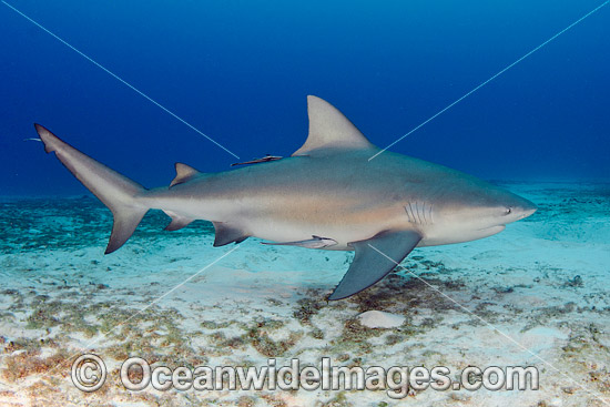Bull Shark Caribbean photo