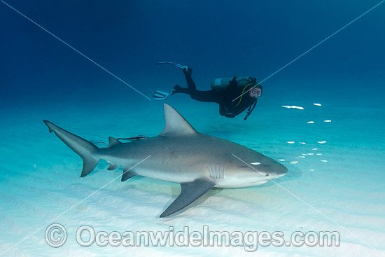 Bull Shark and Scuba Diver photo Bull Shark and Scuba Diver photo