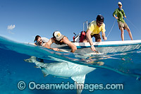 Bull Shark Bimini Island Photo - Andy Murch