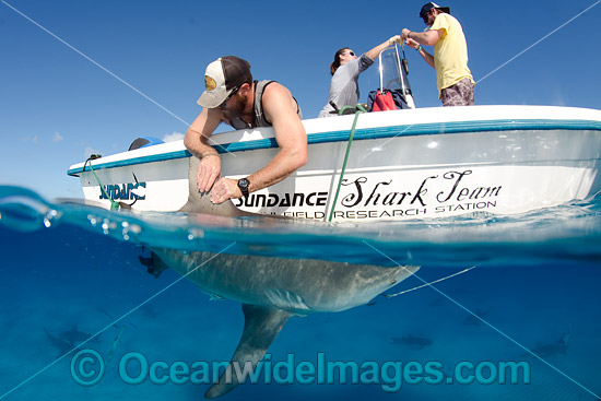 Bull Shark getting tagged photo Bull Shark getting tagged photo